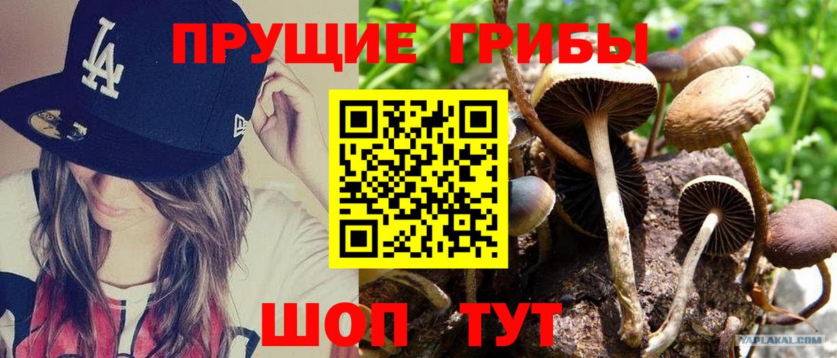 Псилоцибиновые грибы Psilocybe Орск