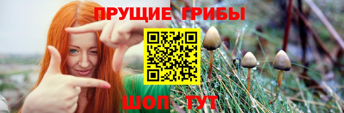 Орск  где можно купить наркотик  Вход с VPN  Псилоцибиновые грибы Cubensis  Псилоцибиновые грибы GOLDEN TEACHER 